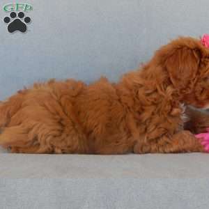 Penny, Cavapoo Puppy